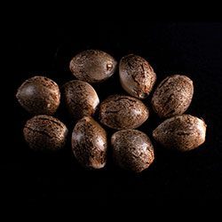 Silver Widow – 10+3 Seed