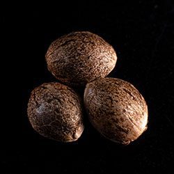 Silver Widow – 3+1 Seed