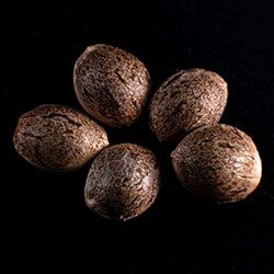 Silver Widow – 5+2 Seed