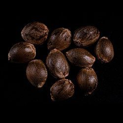 Skunk+ – 10+3 Seed