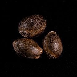 Skunk+ – 3+1 Seed