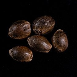 Skunk+ – 5+2 Seed