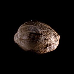 Speedy Boom Auto – 1 Seed