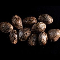 Speedy Boom Auto – 10+3 Seed