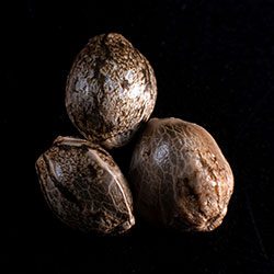Speedy Boom Auto – 3+1 Seed