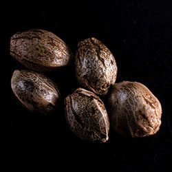 Speedy Boom Auto – 5+2 Seed