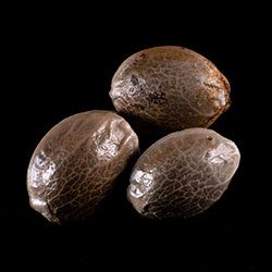 Strawberry Haze Auto – 3+1 Seed