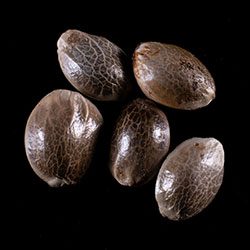 Strawberry Haze Auto – 5+2 Seed