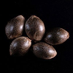 Super Ak – 5+2 Seed