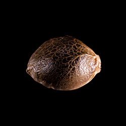 Super OG Kush – 1 Seed