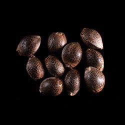 Super OG Kush – 10+3 Seed