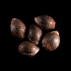 Super OG Kush – 5+2 Seed