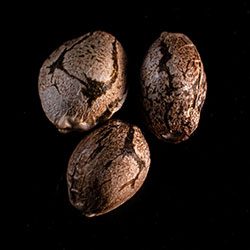 Swiss Dream Auto Cbd – 3+1 Seed
