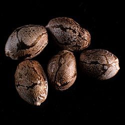 Swiss Dream Auto Cbd – 5+2 Seed