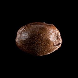 Swiss Dream Cbd – 1 Seed