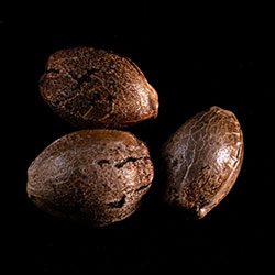 Swiss Dream Cbd – 3+1 Seed
