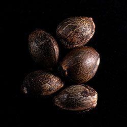 Swiss Dream Rosé Auto Cbd – 5+2 Seed