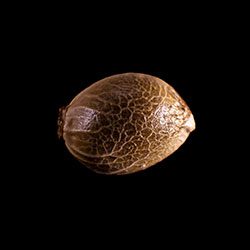 THCV – 1 Seed
