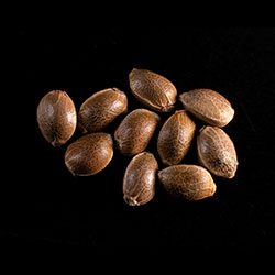THCV – 10+3 Seed