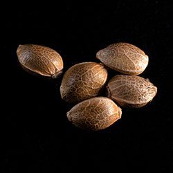 THCV – 5+2 Seed