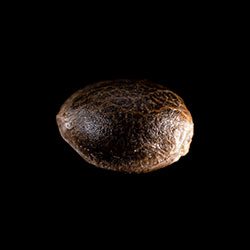 White Domina – 1 Seed