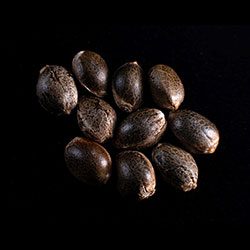 White Domina – 10+3 Seed