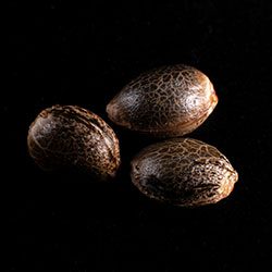 White Domina – 3+1 Seed