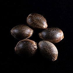 White Domina – 5+2 Seed