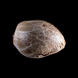 Zkittlez – 1 Seed