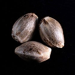 Zkittlez – 3+1 Seed