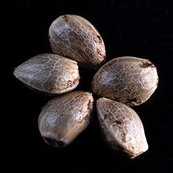 Zkittlez – 5+2 Seed