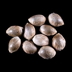 Zkittlez Auto – 10+3 Seed