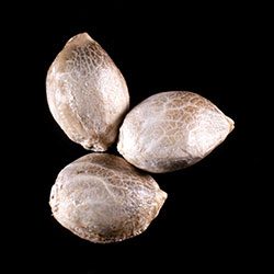 Zkittlez Auto – 3+1 Seed