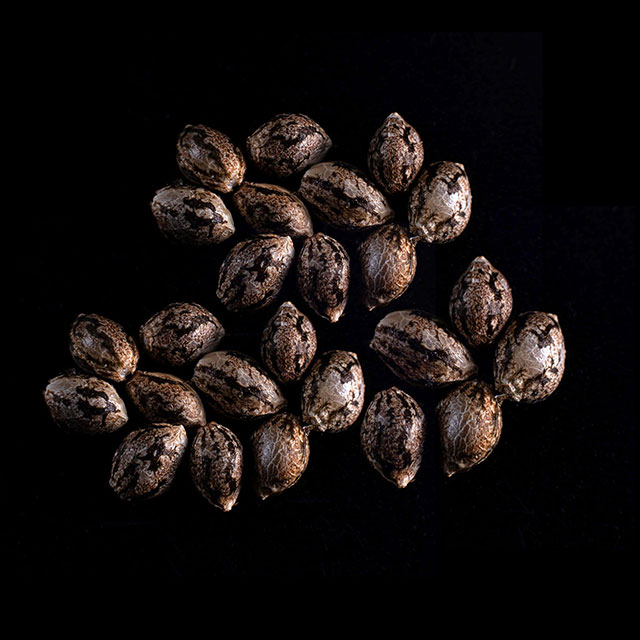 Amnesi-K Lemon – 25 Seed