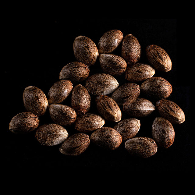 Colombian Jack – 25 Seed