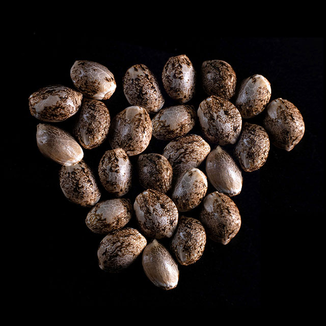 Cookies Haze – 25 Seed