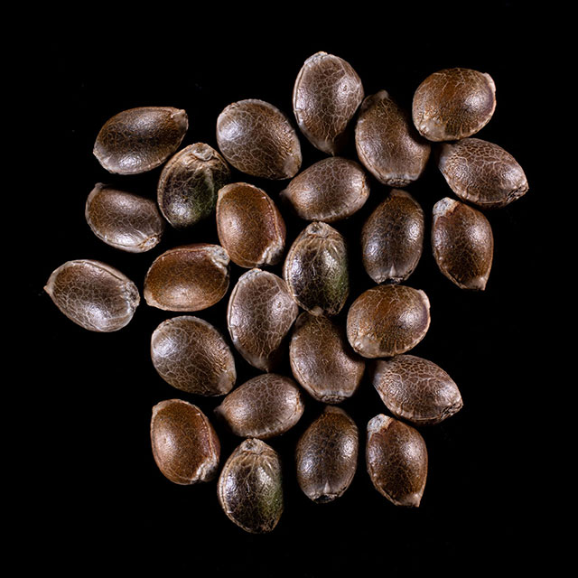 Dosidos – 25 Seed
