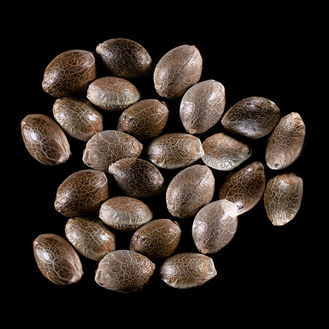Dosidos Auto – 25 Seed