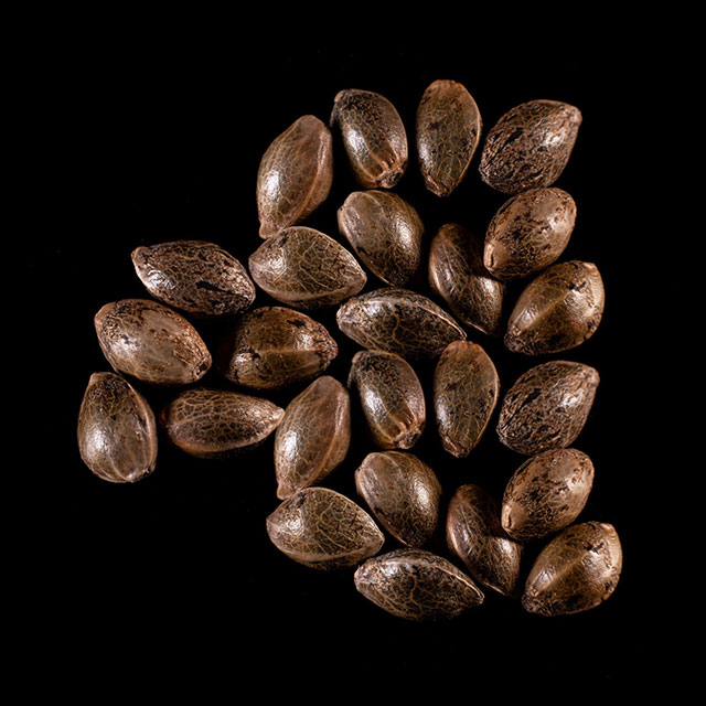 Dream Sherbet – 25 Seed