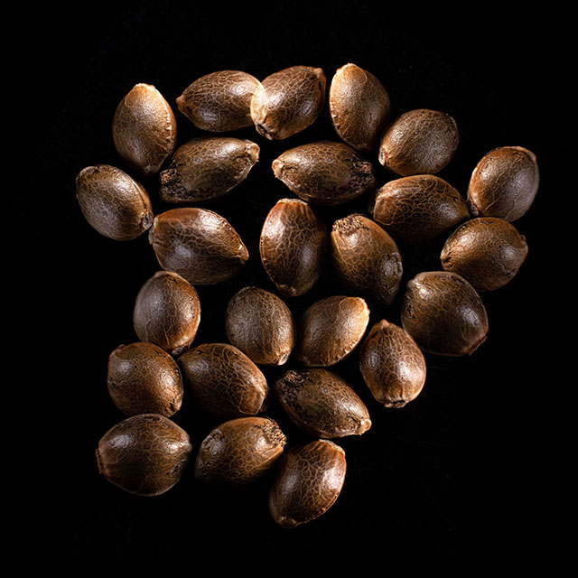 Gnomo Auto – 25 Seed