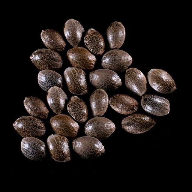 Gorilla King Auto – 25 Seed