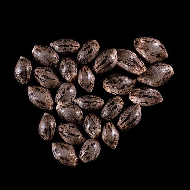 Hellfire OG – 25 Seed