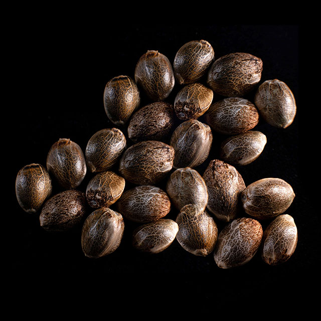 Kritikal-K – 25 Seed