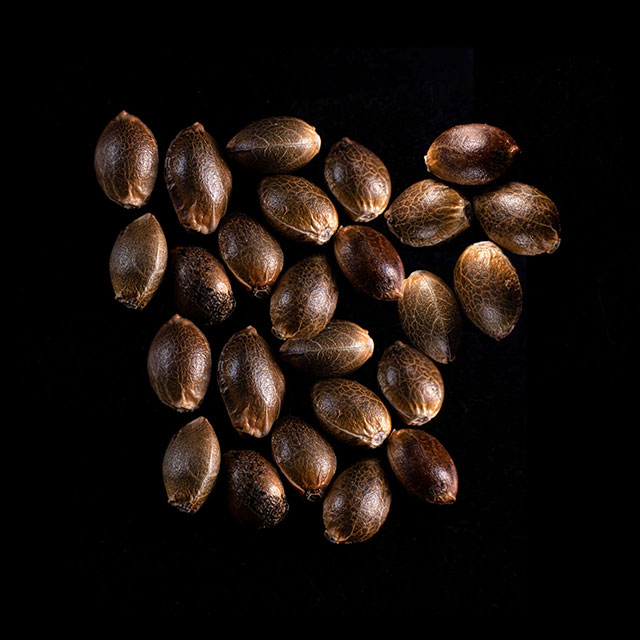 Lemon Haze Auto – 25 Seed