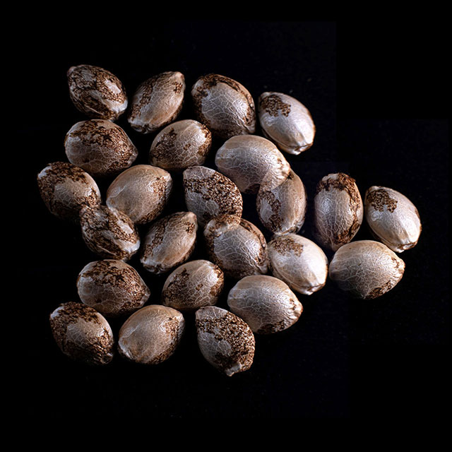 Mataro Blue – 25 Seed