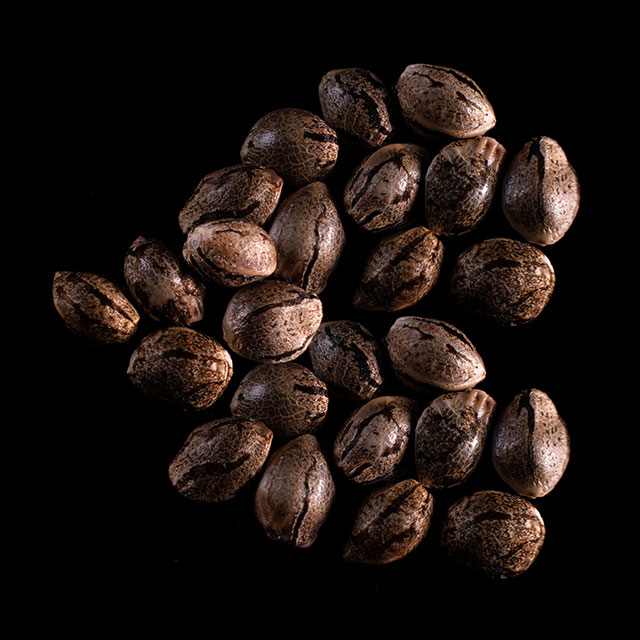 Mikromachine Auto – 25 Seed