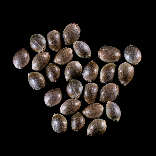 Mimosa Dream – 25 Seed