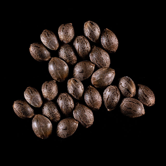 Monkey Grease – 25 Seed