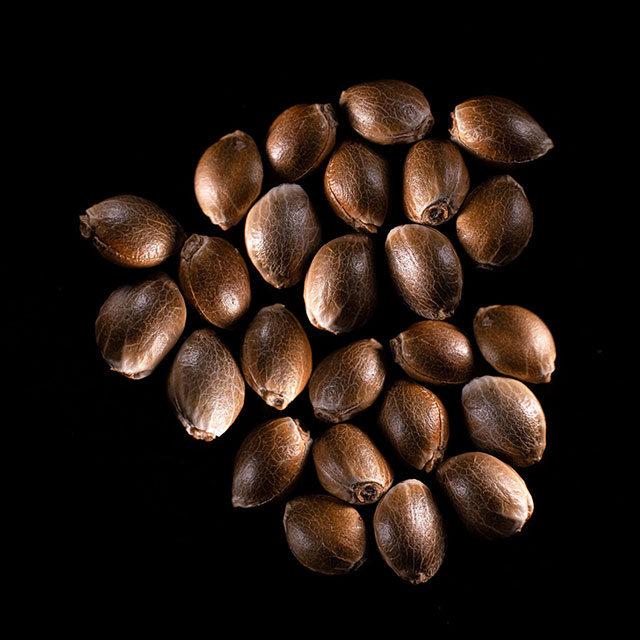 Purple Kush – 25 Seed