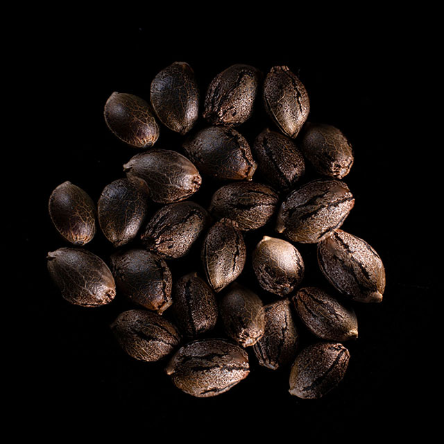 Sativa Dream – 25 Seed